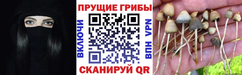 Псилоцибиновые грибы MAGIC MUSHROOMS  Куровское 